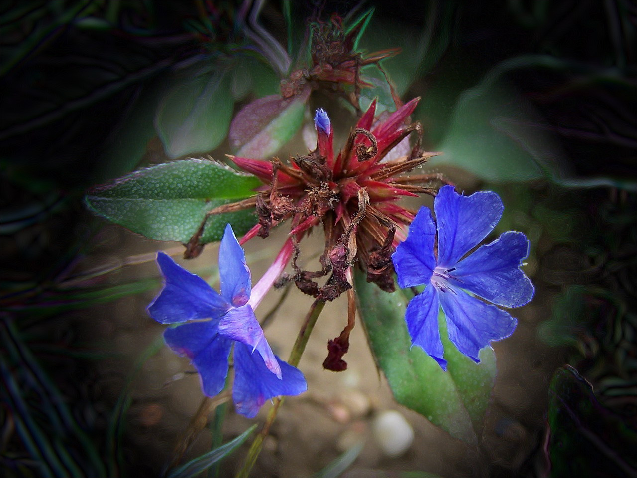 különleges növények, két-és-fél kék