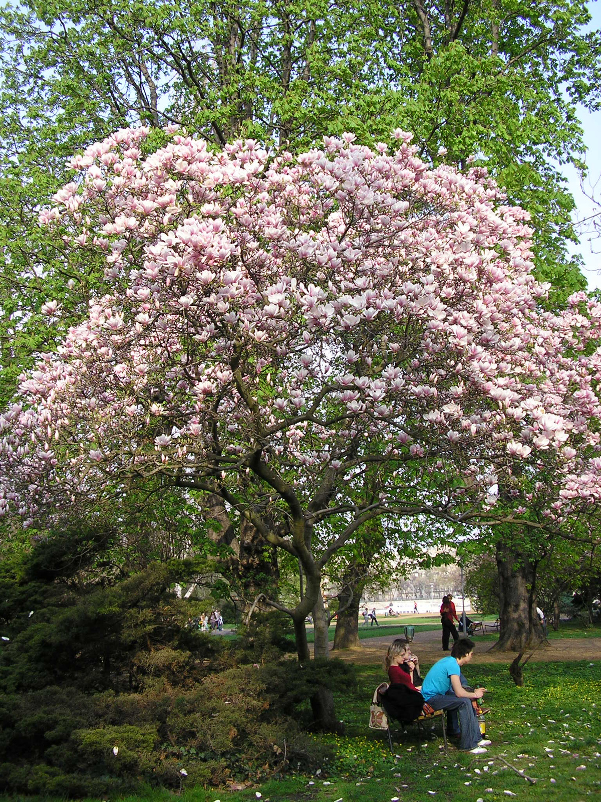 Tulip tree in Margaret Island