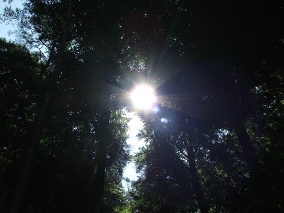 Sun from forest