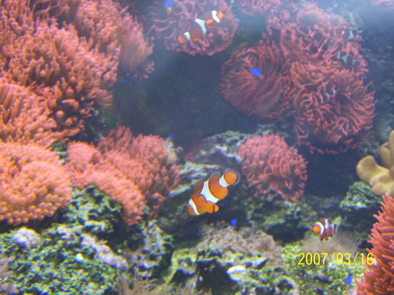 Tropicarium 2007