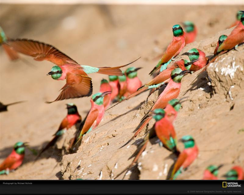 bee-eater-birds-nichols-1049040-xl (Medium)