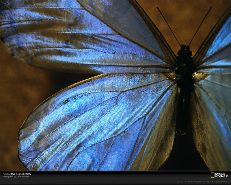 blue-morpho-butterfly-518617-xl (Medium)