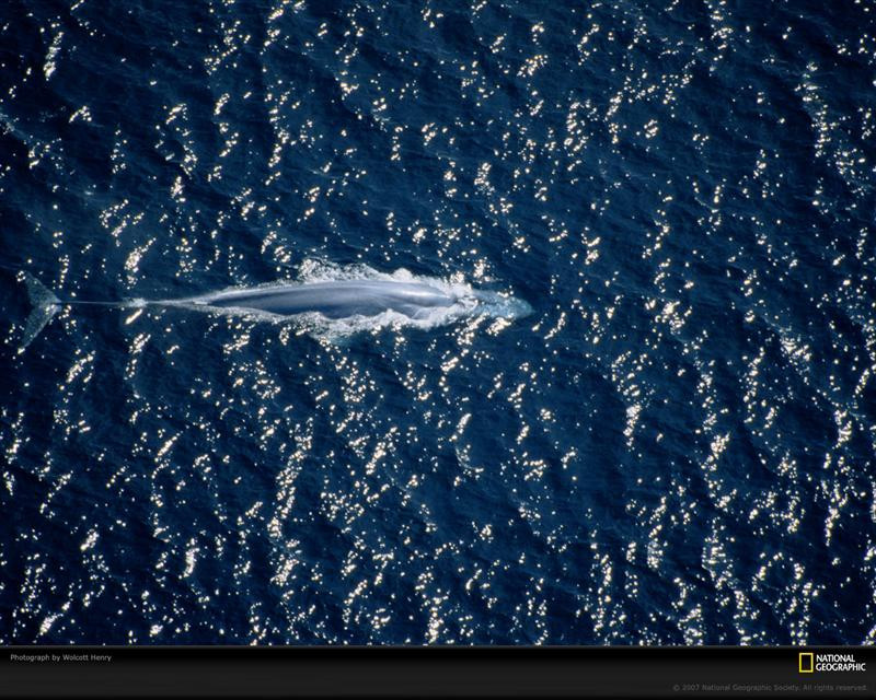 blue-whale-aerial-656153-xl (Medium)