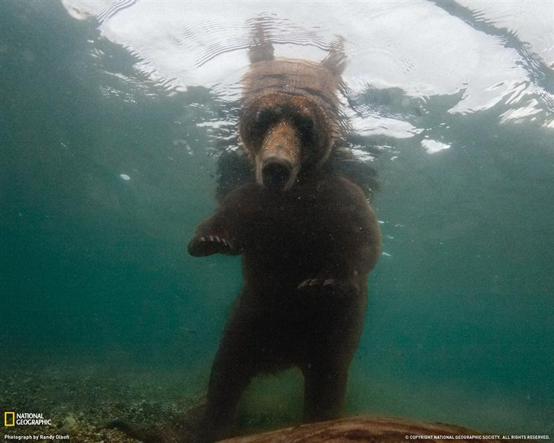 brown-bear-underwater-1248221-090909-xl (Medium)