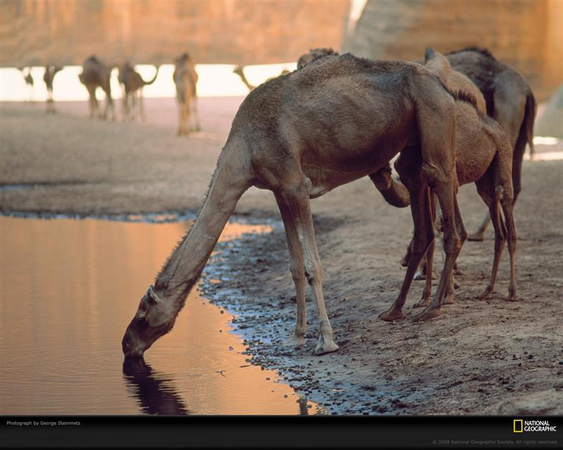 camel-watering-hole-steinmetz-525373-xl (Medium)