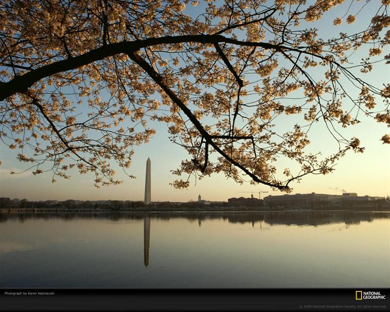 cherry-blossom-tree-monument-720322-xl (Medium)