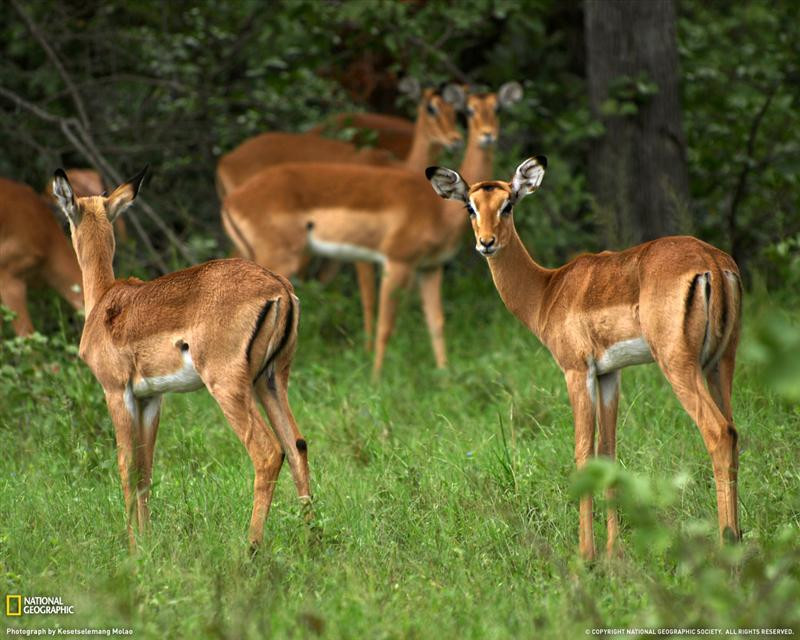 impala-grazing-botswana-xl (Medium)