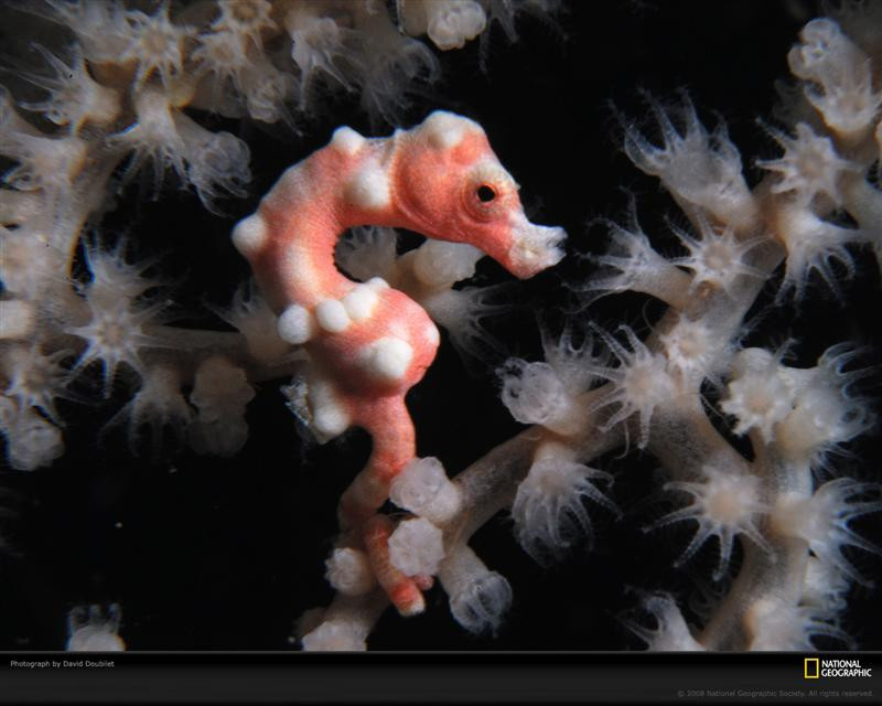 pygmy-seahorse-doubilet-1084213-xl (Medium)