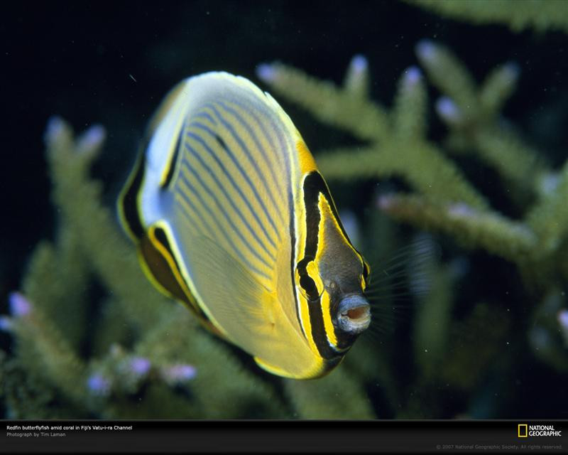 redfin-butterflyfish-963660-xl (Medium)