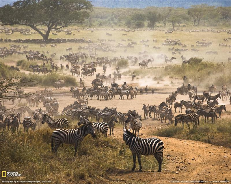 zebra-migration-tanzania-081909-xl (Medium)