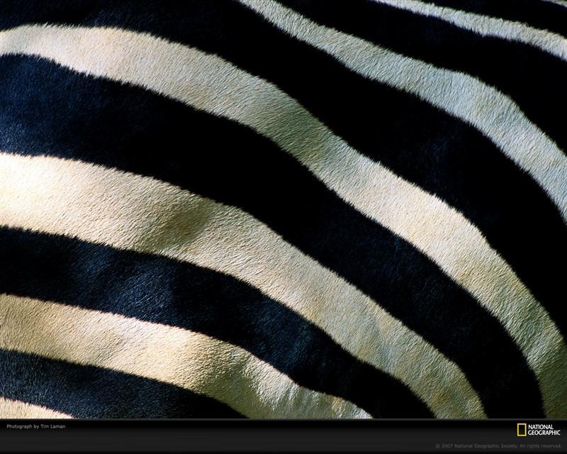 zebra-stripes-400980-xl (Medium)