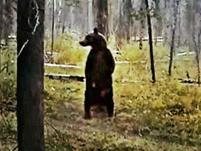 200906-omag-animal-video-dancing-bear-350x263 (Medium)