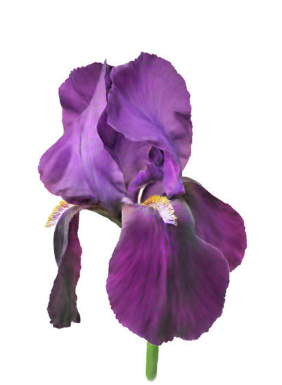 purple iris - smduge