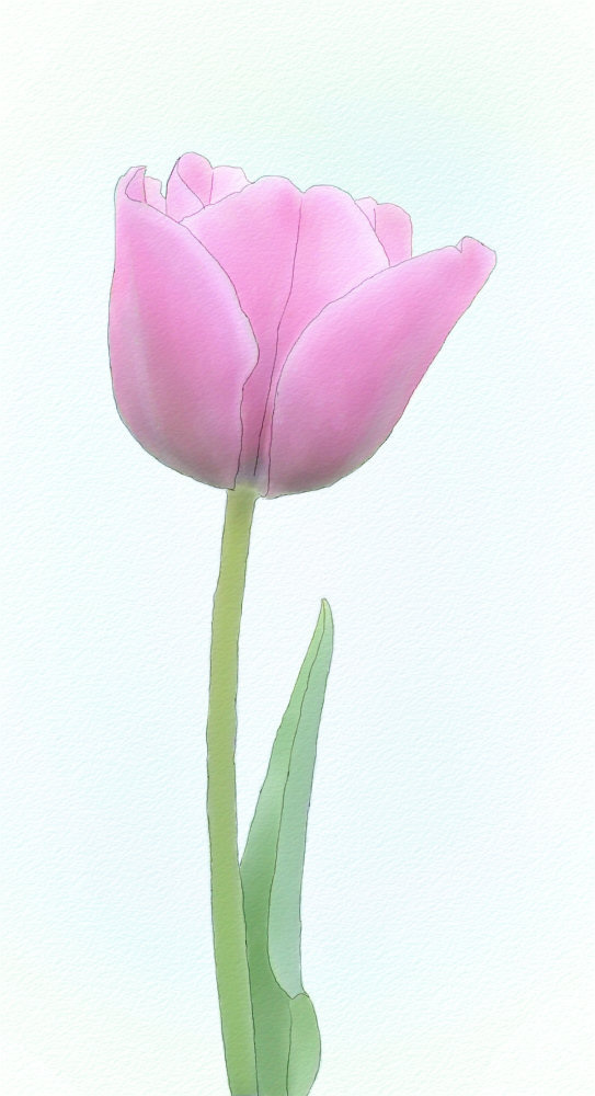 Single-Tulip