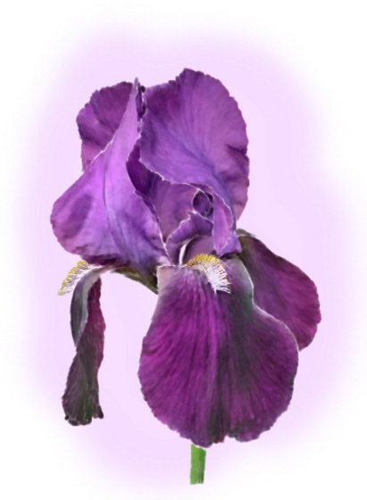 purple iris - cover pencil