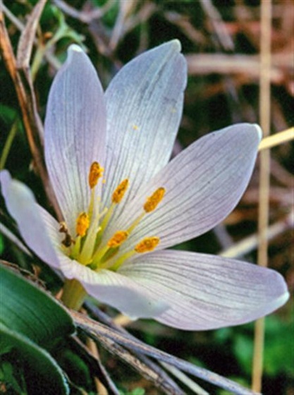 eredetvedelem-magyar kikerics-colchicum-hungaricum (Medium)