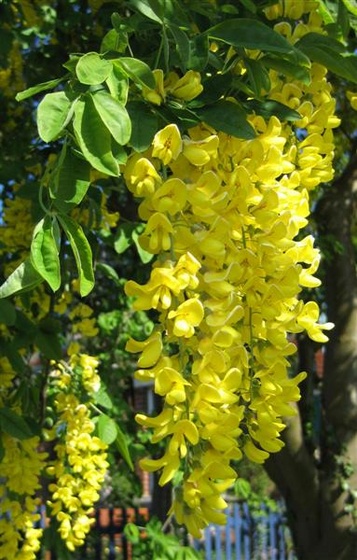 Laburnum anagyroides hanging flower cluster (Medium)