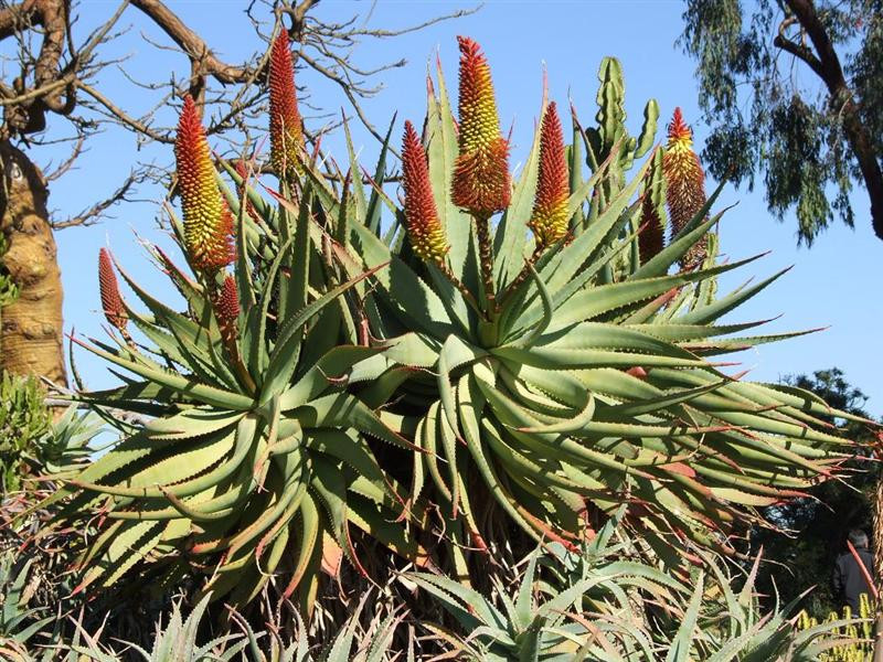 aloe speciosa (Medium)