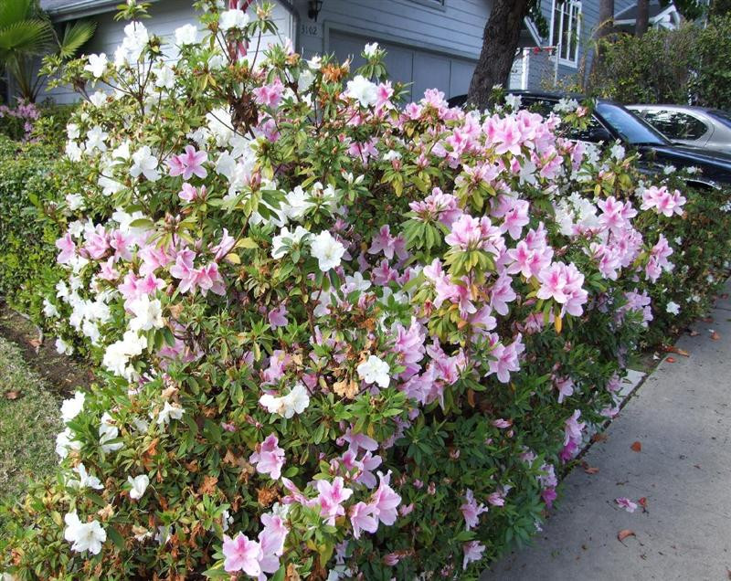 azaleas (Medium)