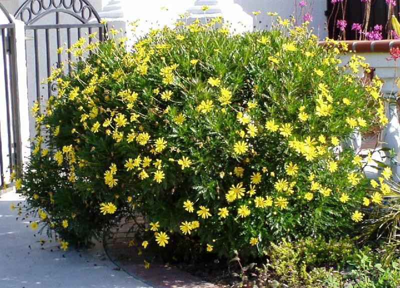 euryops pectinatus (Medium)