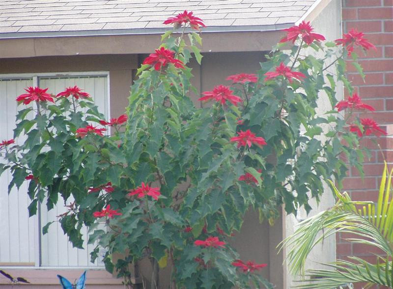 poinsettia2 (Medium)