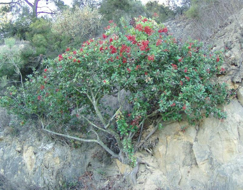 toyon (Medium)