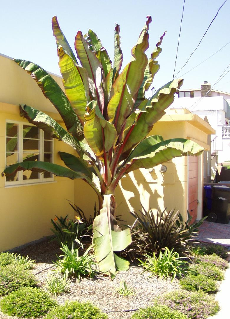 ensete ventricosum