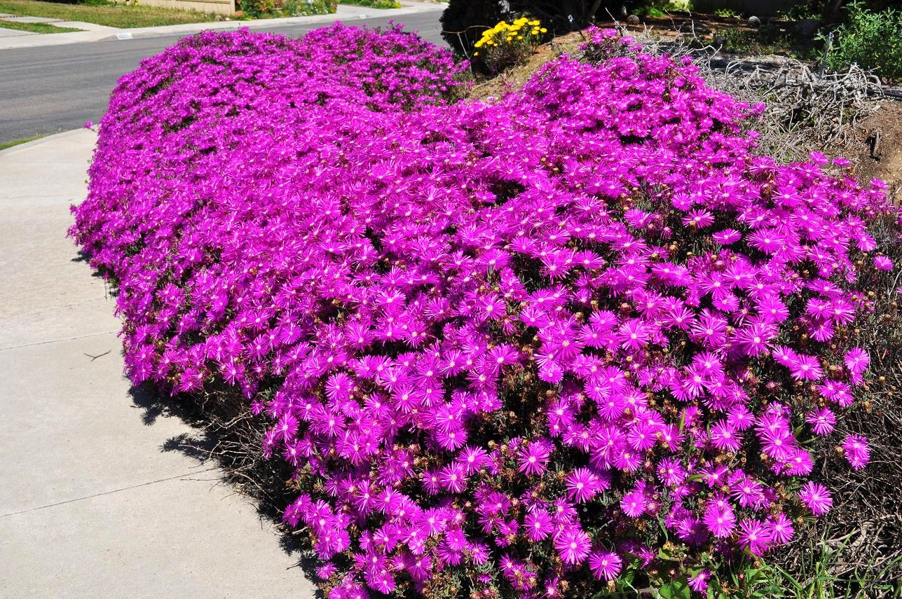 lampranthus