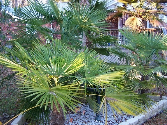 3 chinese windmill palms