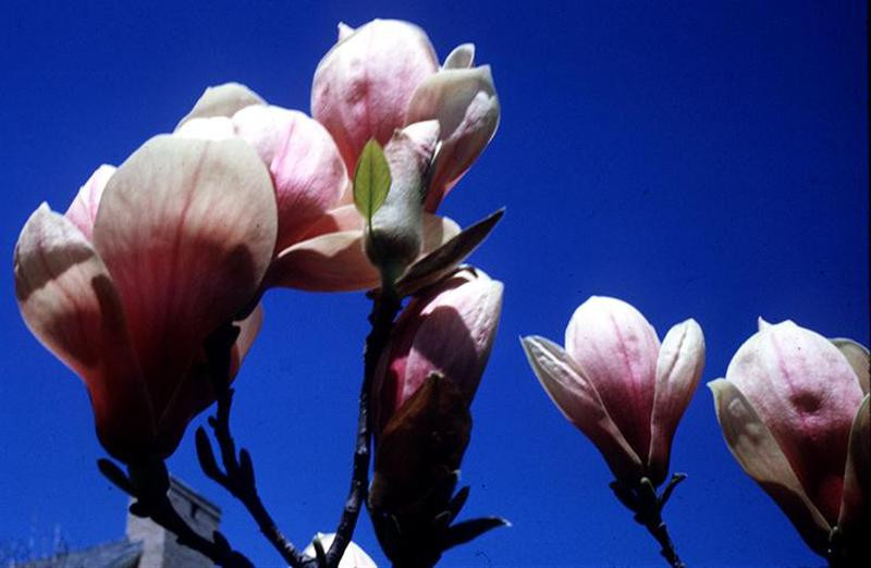 MagnoliaXsoulangeana (Medium)