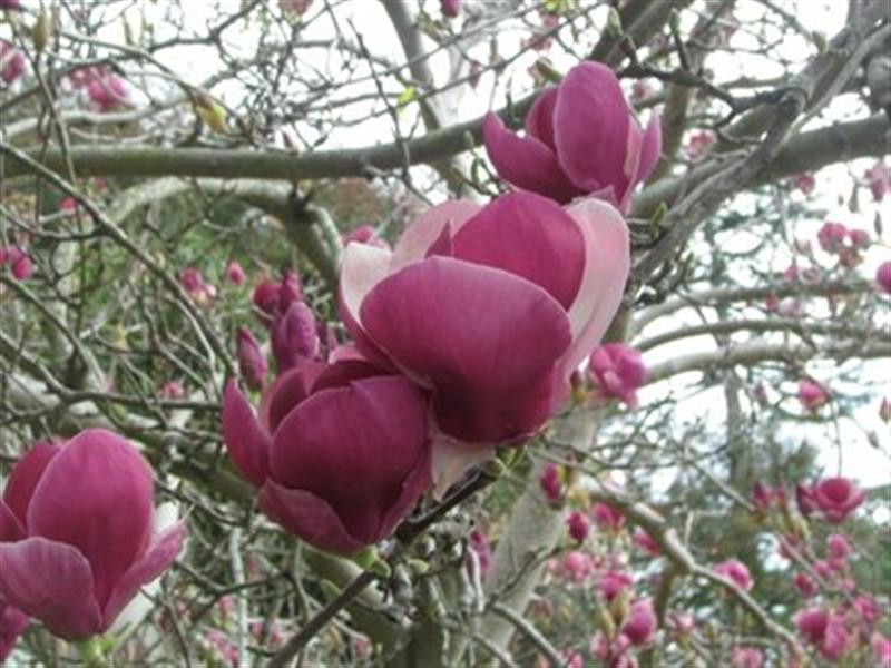 tulip tree blossoms best 2 (Medium)