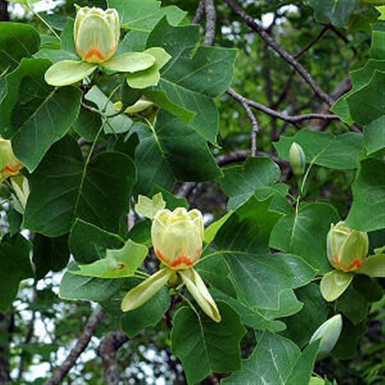 tulip tree2 (Medium)