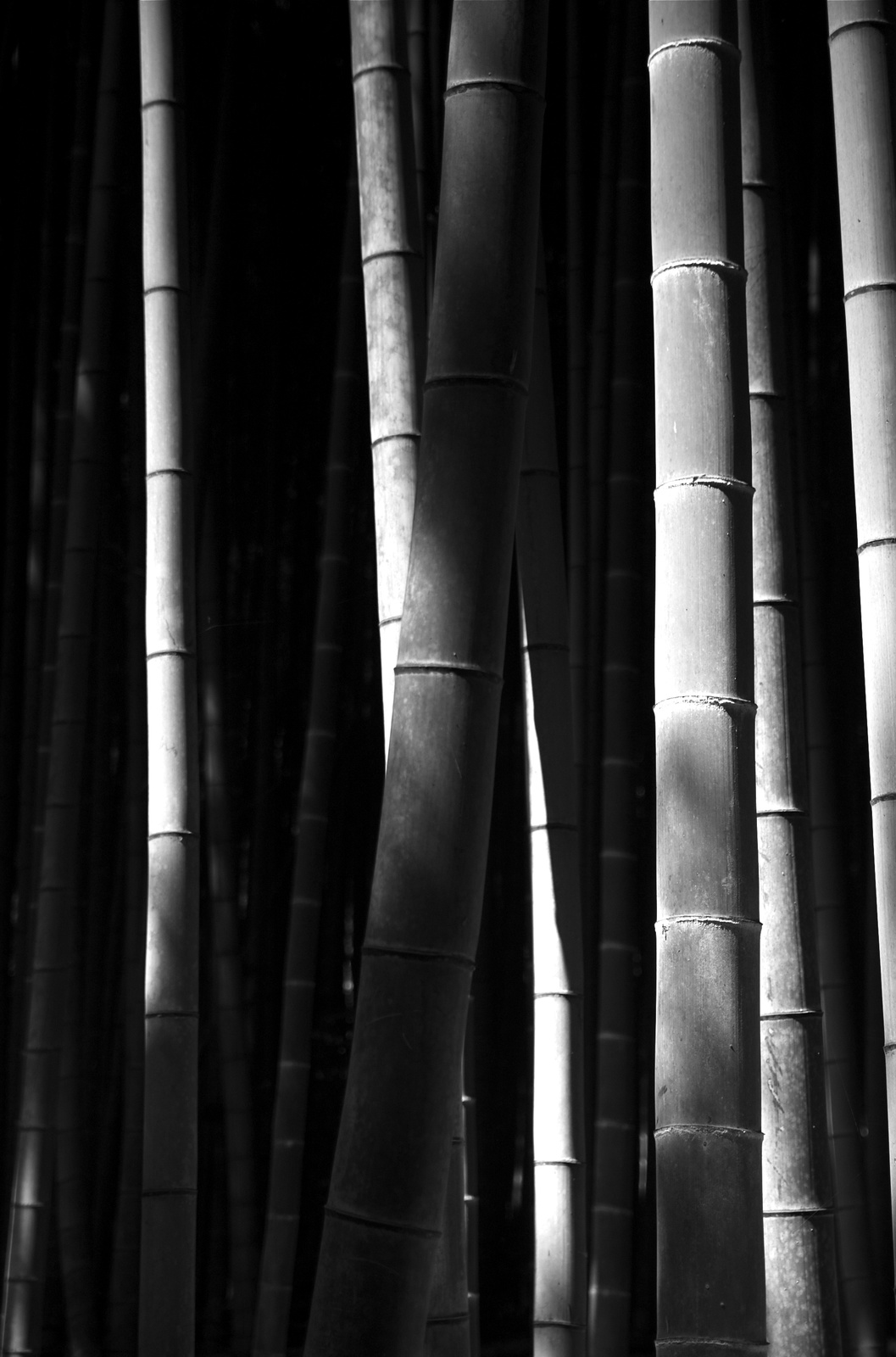 Bambuszliget