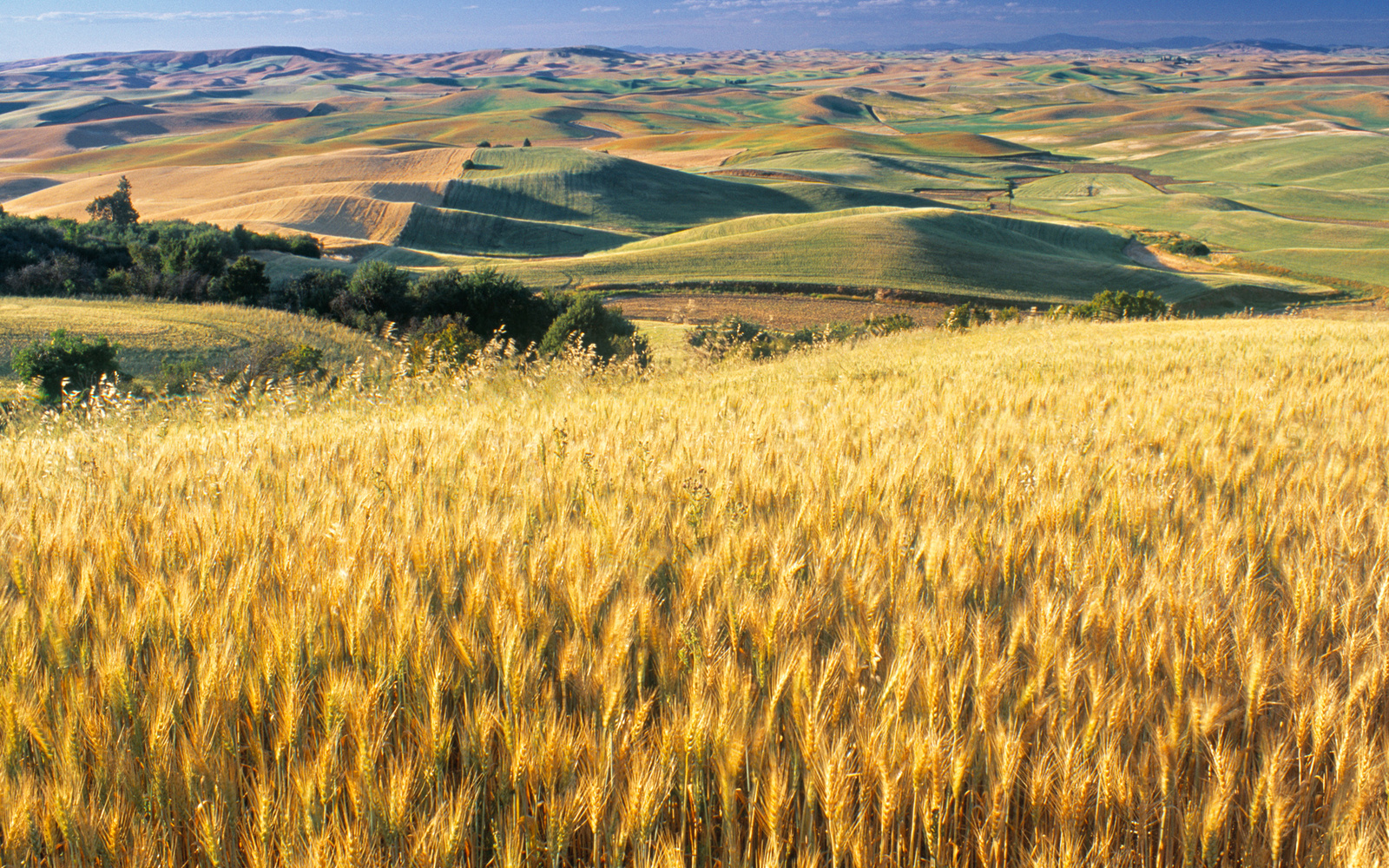 Wheat Fields