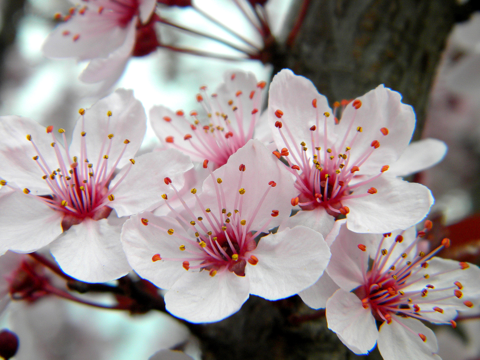 Cseresznyevirág