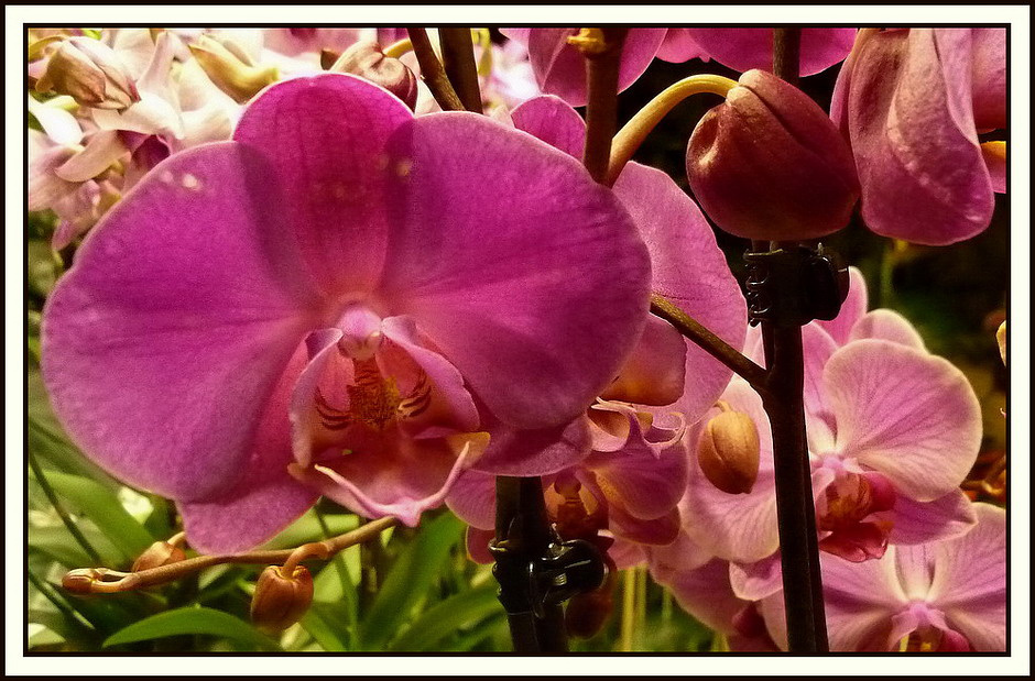 Orchidea - 3.
