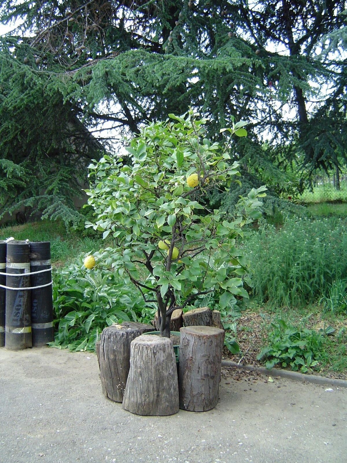 Berghauer botanikus kertje/Berghauer 012