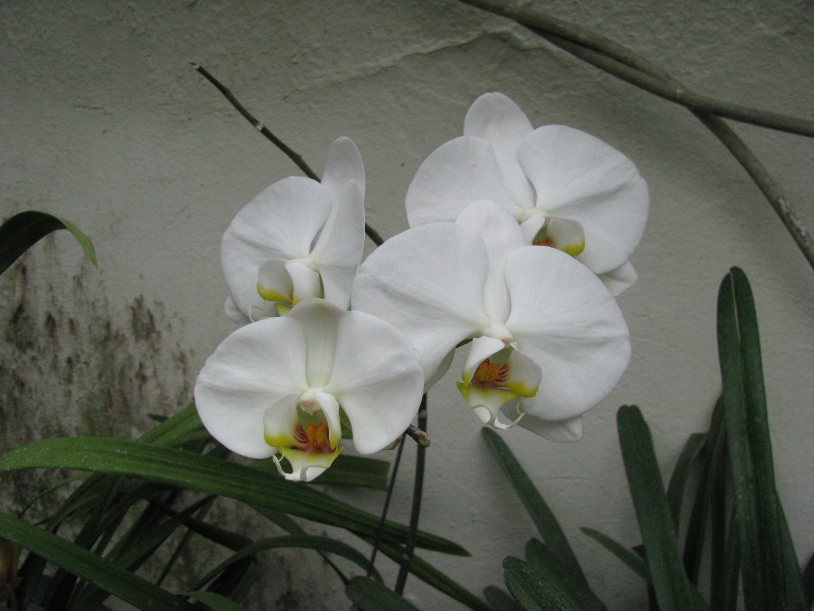 orhideák2010 005