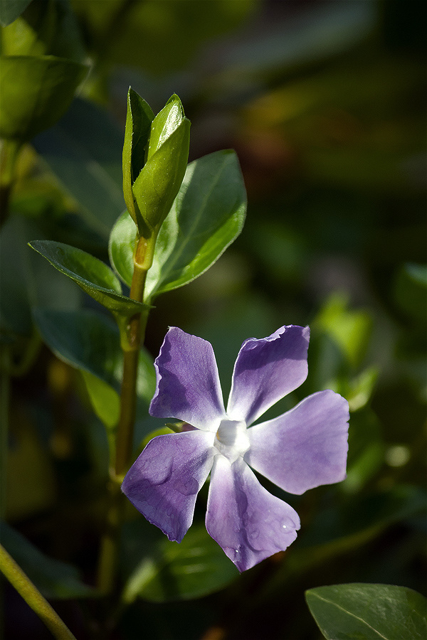 Kis meténg (Vinca minor)