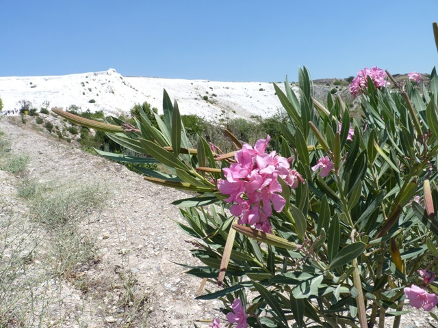 pamukkale3