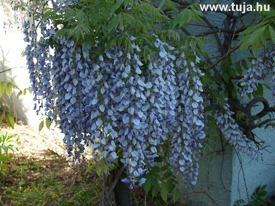 Lilaakác - Wisteria sinensis