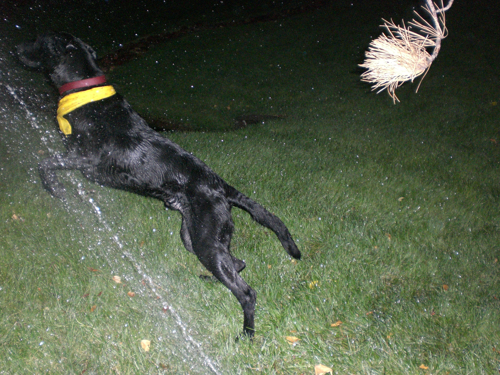 simon&the sprinkler