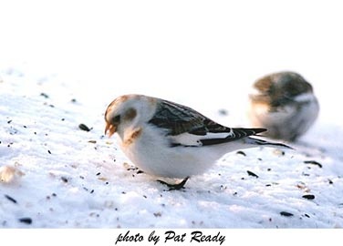 snow bunting