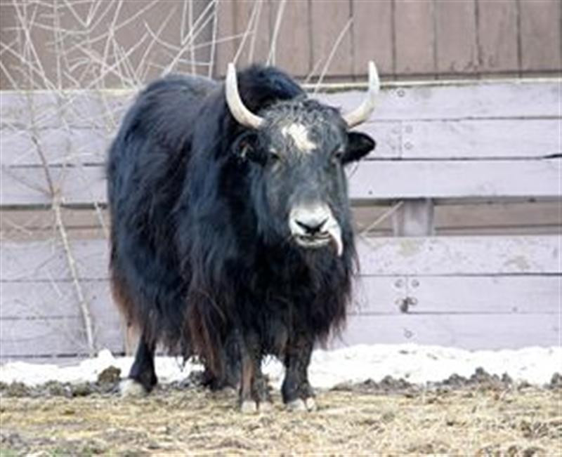 yak (Medium)