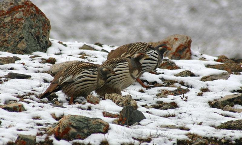 12-tibetan-snowcock (Medium)