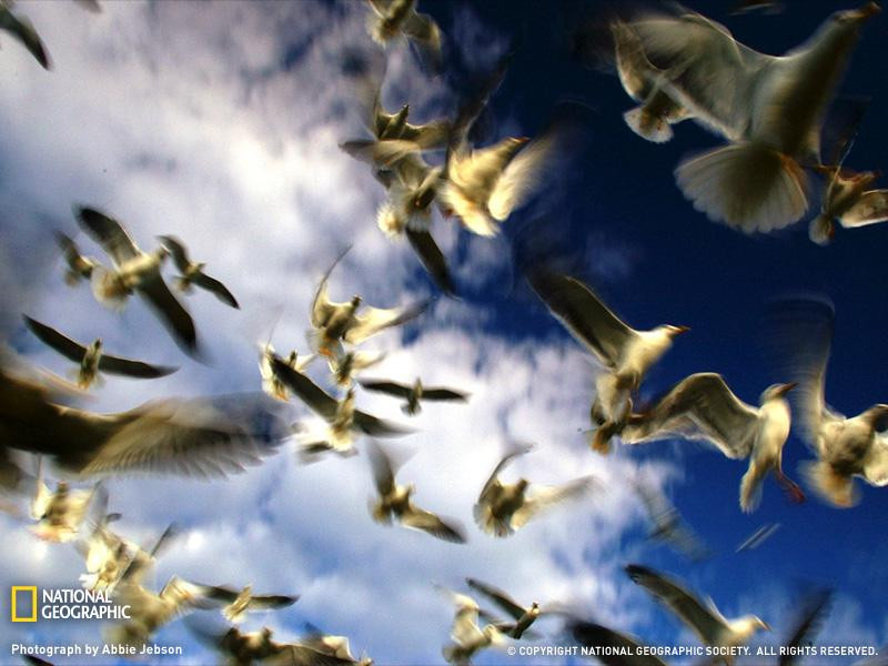 006-birds-pembrokeshire-sw (Medium)