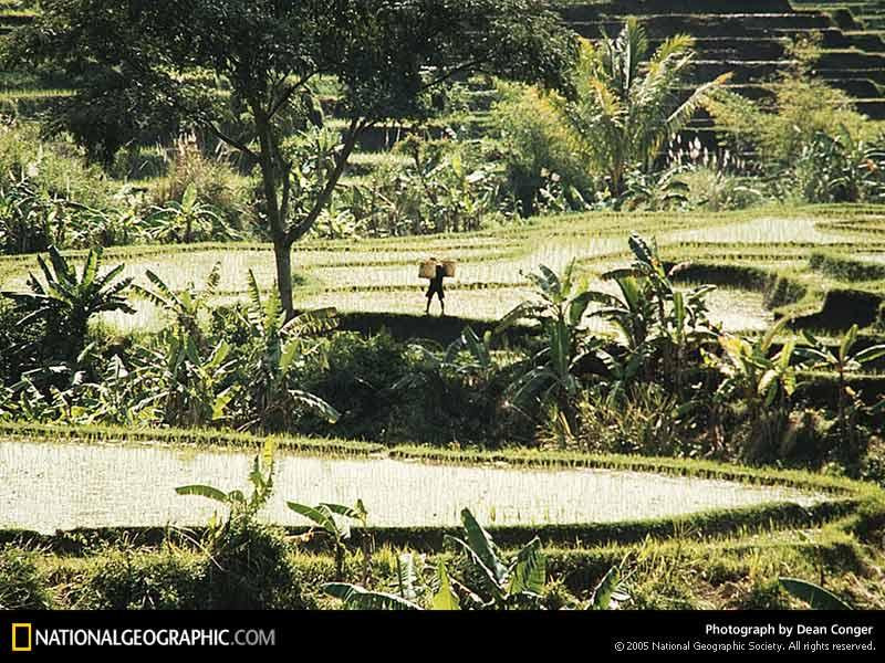 bandung-rice-paddy-179559-sw (Medium)