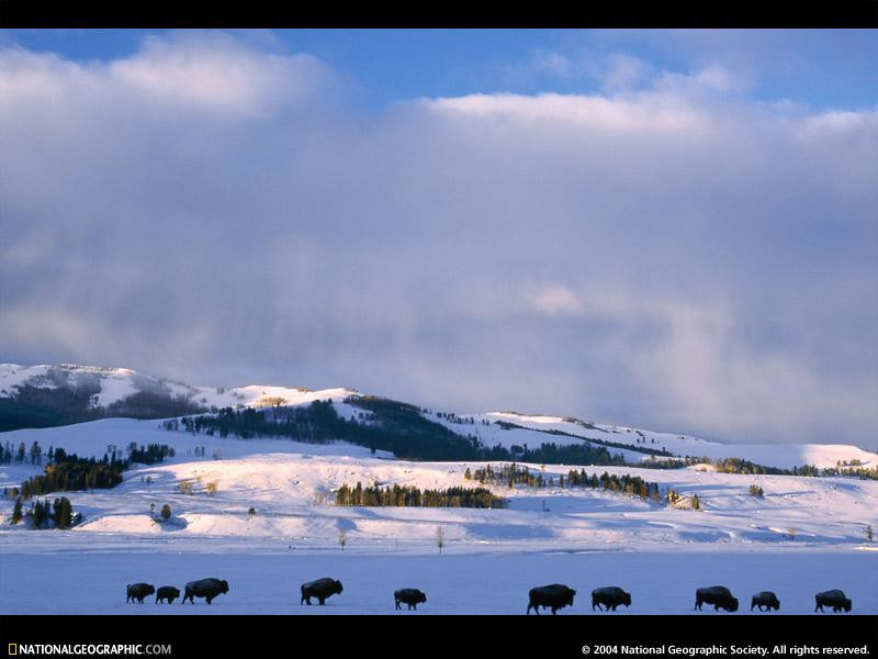 bison-snowscape-513375-sw (Medium)