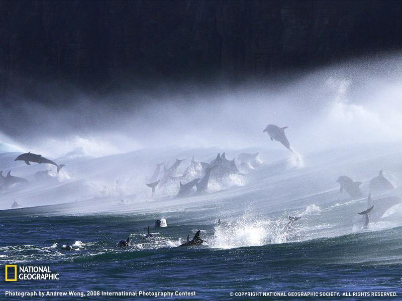 bottlenose-dolphins-surf-072709-sw (Medium)