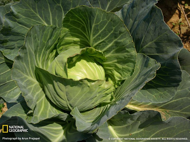 cabbage-india-sw (Medium)